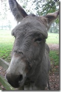 donkey cofi