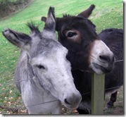 donkey pals