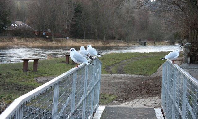 [gulls on bridge[4].jpg]