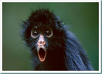 black-spider-monkey