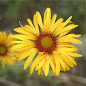 Brown-eyed Susan