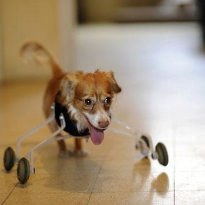Perro sin patas delanteras anda con ruedas