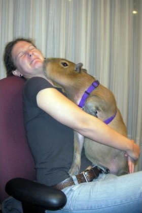 Capybara-pet5