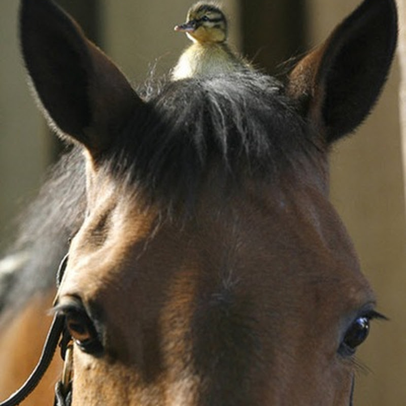 Un caballo cuida de una cría de pato sobre su cabeza