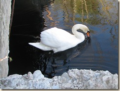 WK 2 Swans