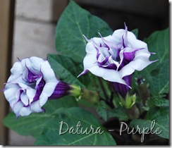 Datura - Purple