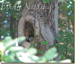 08 13 Tree nest