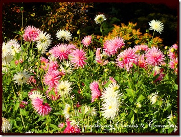 row-of-dalias