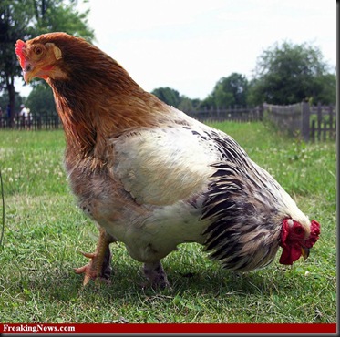 Rooster-Hen--32465