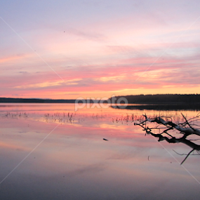 snag by Darius Morgendorfer - Landscapes Sunsets & Sunrises