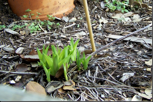 daylily coming up 2-12-10