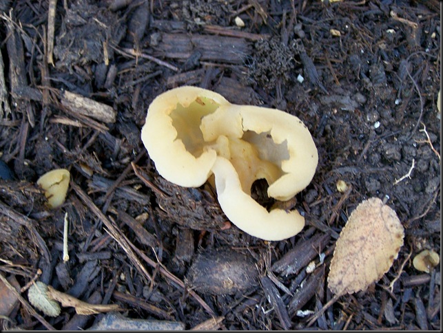 unknown fungi