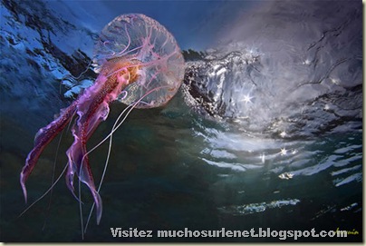 Monde animal-méduse