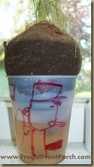 Make Your Own Chia Pet