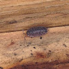 Wood Lice