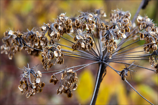 Позднеосеннее