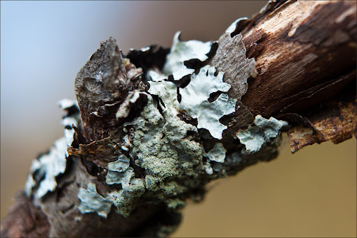 Позднеосеннее