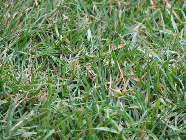 [Allianz_Arena_closeup_on_grass[2].jpg]