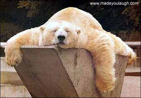 [tired_bear[3].jpg]