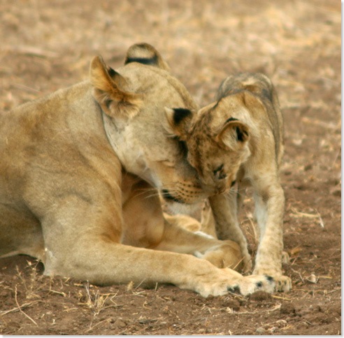 57652_Lioness & Cub