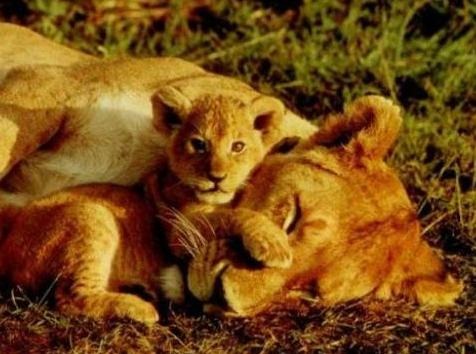 [mami leona y- retoño leon[2].jpg]