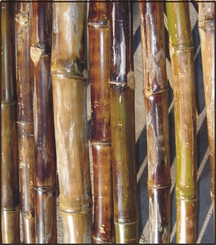 [polish bamboo2[3].jpg]