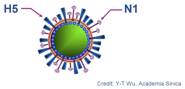 [H5N1 virus[4].jpg]