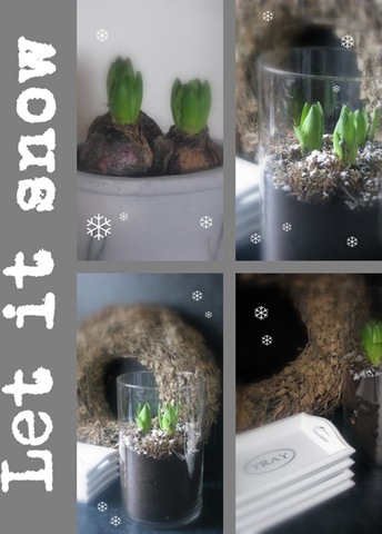 [Collage hyacint[7].jpg]