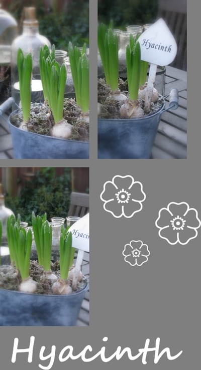 Collage hyacinth