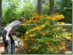 Susan loves the smell of the Native Azalea