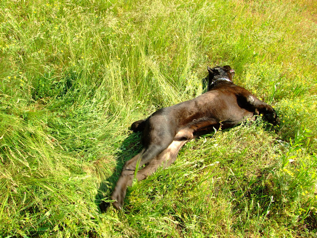 DSCF8118.JPG