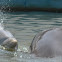 Common Bottlenose Dolphin