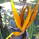 Heliconia