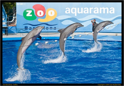 Dofins en perfecte harmonia