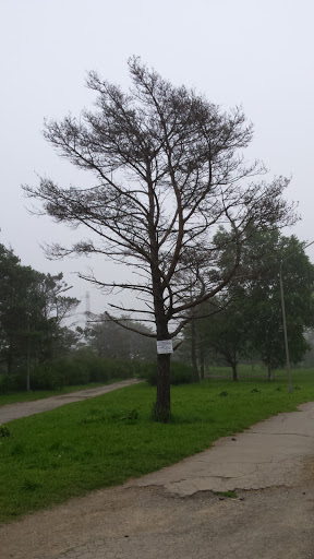 Путинское Дерево