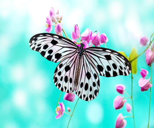 免費下載個人化APP|Butterfly Live Wallpaper app開箱文|APP開箱王