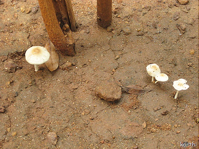 A whole view of the Mushrooms