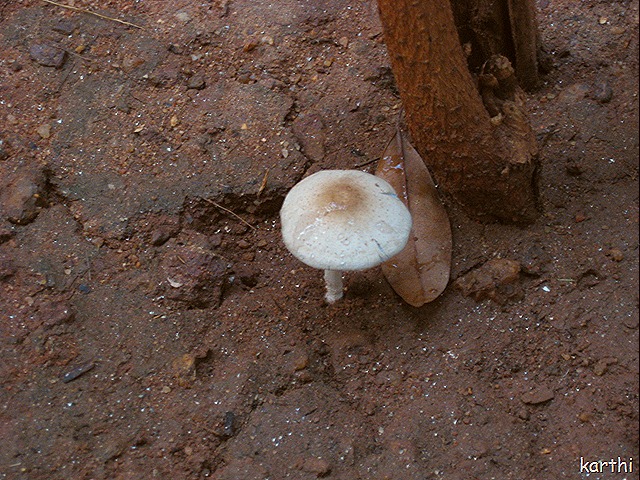 Mushroom with water droplets