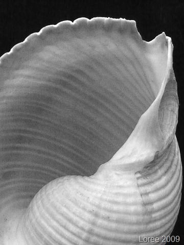 [Study of a Seashell (13)[5].jpg]