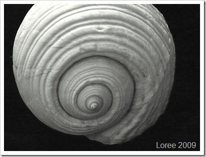 Study of a Seashell (14)