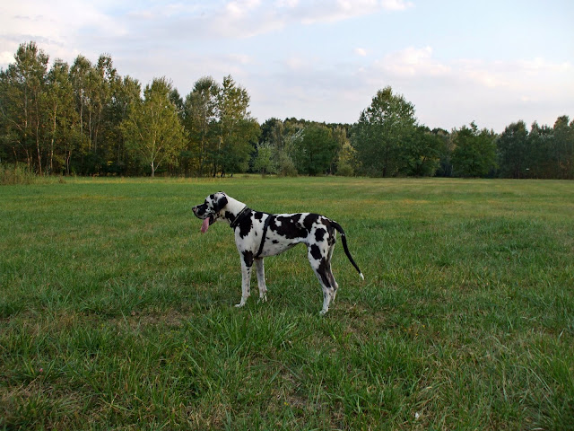 DSCF6390.jpg