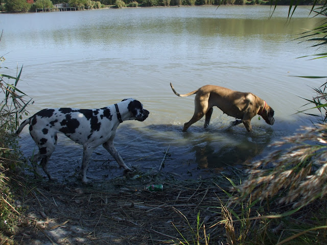 DSCF6523.jpg
