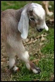 Blue heron farm goat
