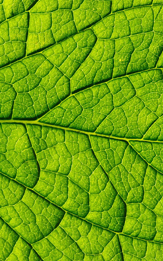 免費下載個人化APP|Green Leaves Live Wallpaper app開箱文|APP開箱王