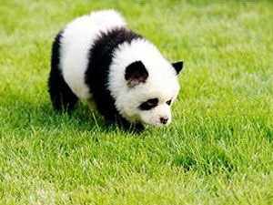 pet park, zhengzhou, парк для животных в китае