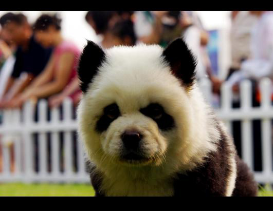 pet park, zhengzhou, парк для животных в китае
