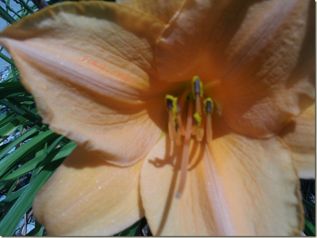 peach lily1