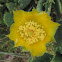 Spineless Prickly Pear