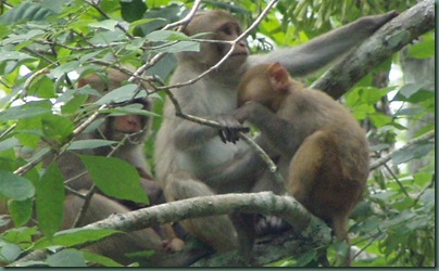 Family of Monkeys on the Silver River