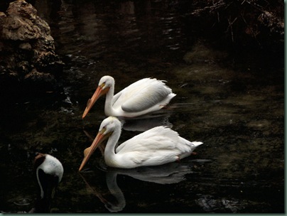 2 white pelicans